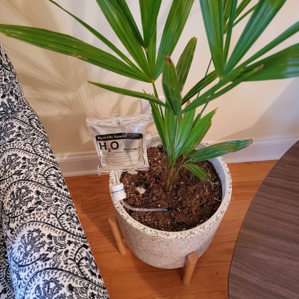 Simply Comfy | Plant Reviver